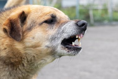 Saldırgan köpek havlıyor, dişlerini gösteriyor. Tehlikeli Öfkeli Köpek.