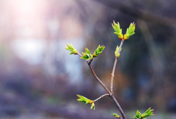 Tree branch with young fresh leaves in early spring in the forest