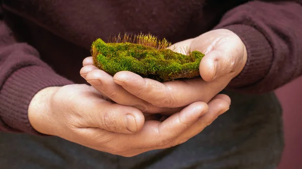 A man holds a lump of earth covered with green moss. Moss in the hands of a gardener