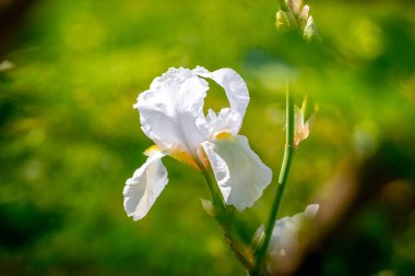 Güneşli havada bahçede beyaz iris çiçek açar.