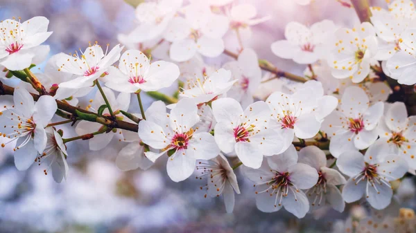 Blossoming trees in the spring, a cherry plum branch with flowers