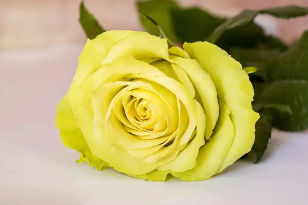 Yellow rose on a light background, congratulations on the holiday