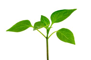 Çan biberi filizi, yeşil yapraklı biber sapı beyaz izole arka planda.