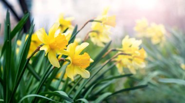 Sarı nergisler güneşli havada bahçede.