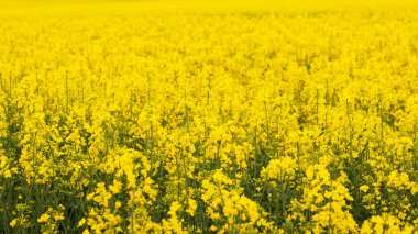 Sarı kolza tohumu çiçekli tarla, bahar arkaplanı
