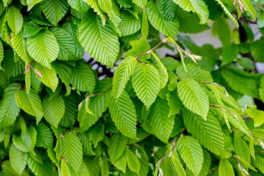 Taze yeşil yaprakların bahar arkaplanı, desen