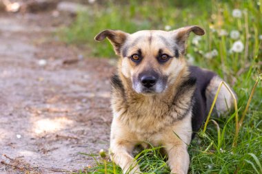 Kahverengi ve siyah kürklü bir köpek çimlerin üzerinde uzanıyor.