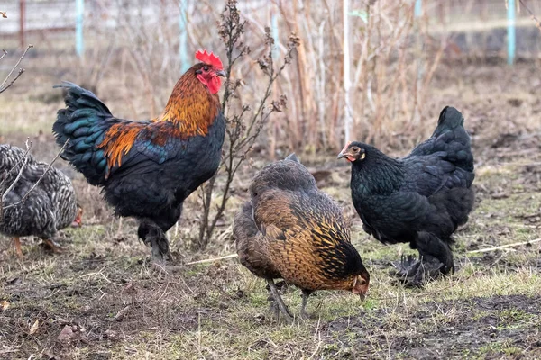 Rooster and chickens are grazing in the garden in early spring