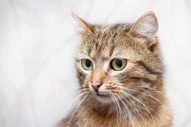 Close-up of a brown tabby cat on a light background