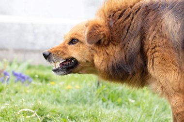 Saldırgan köpek havlıyor, dişlerini gösteriyor. Tehlikeli Öfkeli Köpek.