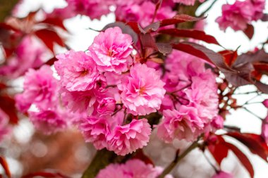 Japon kiraz çiçekleri. Bahçedeki bir ağaçta pembe kiraz çiçekleri