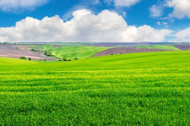 Spring landscape with green field and picturesque blue sky with white clouds