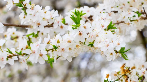 Cherry plum blossoms. A cherry plum  branch with delicate white flowers