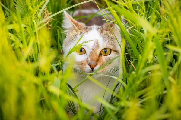 stock image A white spotted cat is hiding in the tall grass