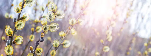Willow Branches Catkins Forest Sunny Weather Spring Background Immagine Stock