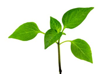 Çan biberi filizi, yeşil yapraklı biber sapı beyaz izole arka planda.