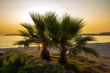 Gün batımında Adriyatik Denizi kıyısında palmiye ağaçları, Vlora, Arnavutluk