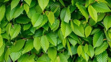 Taze yeşil yaprakların bahar arkaplanı, desen
