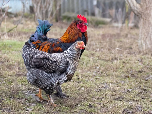 Rooster and chicken are grazing in the garden in early spring