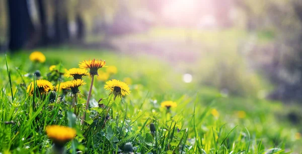 stock image Yellow dandelions among green grass in a meadow on a sunny day