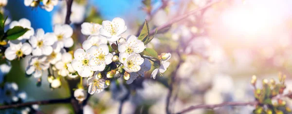 Branches Cerisier Avec Des Fleurs Blanches Par Temps Ensoleillé Image En Vente