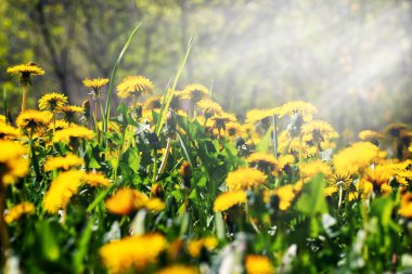 Sarı karahindibalar güneşli bahar havasında bahçede