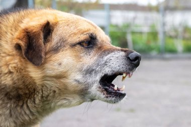 Saldırgan köpek havlıyor, dişlerini gösteriyor. Tehlikeli Öfkeli Köpek.