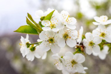 Kiraz çiçekleri. Bulanık bir arka planda, ağaç dalında beyaz kiraz çiçekleri
