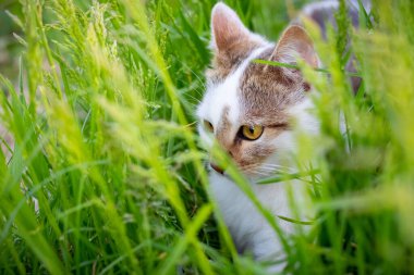 A white spotted cat is hiding in the tall grass