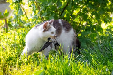 Evcil bir kedi bir kırlangıç yakalar ve avını ağzında tutar.