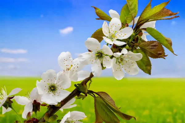 Cherry branch with flowers on the background of a blooming meadow