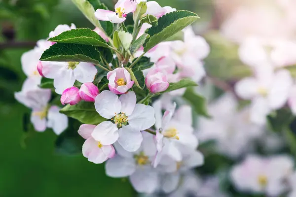 Branch of an apple tree with flowers on a tree in the garden in spring