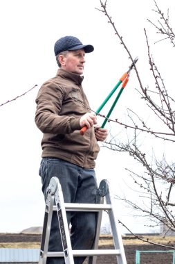 Bahçıvanın biri, baharın başında bir merdivenin üzerinde dikilirken büyük bir makasla bir ağacın dalını keser.