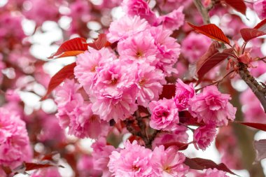 Japon kiraz çiçekleri. Bahçedeki bir ağaçta pembe kiraz çiçekleri