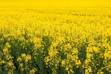 Sarı kolza tohumu çiçekli tarla, bahar arkaplanı