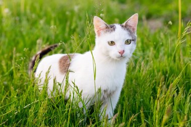 Bahçede yeşil çimlerin arasında dikkatlice bakan beyaz benekli bir kedi.
