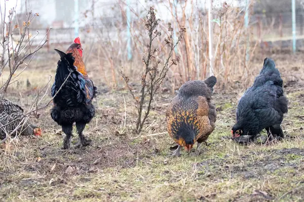 Rooster and chickens are grazing in the garden in early spring