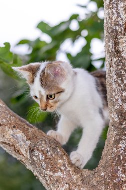 Ağaçtaki beyaz benekli kedi yavrusu