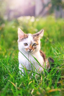 Bahçede uzun otların arasında oturan küçük sevimli kedi yavrusu.
