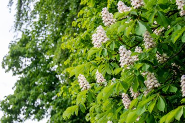 Chestnut with green leaves and white flowers in sunny weather. Chestnut blossoms