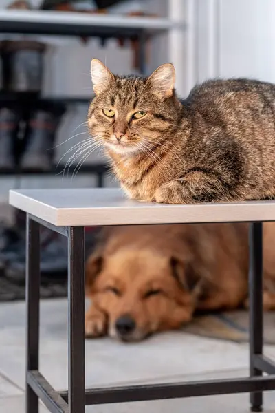 A cat and a dog rest together in the room