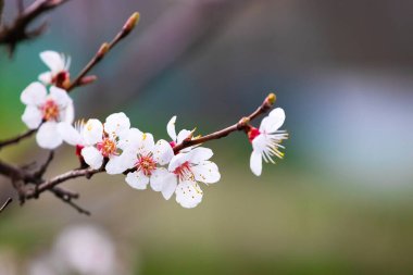 Bahçede beyaz çiçekli kayısı dalı bulanık arkaplanda