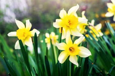 Bahçedeki bir çiçek tarlasında beyaz nergisler