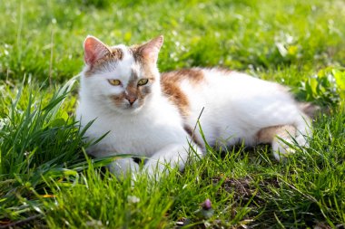 Büyük beyaz benekli bir kedi çimlerin üzerinde yatıyor.