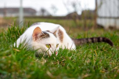 Beyaz benekli bir kedi çimenlerde yatar ve bir şey izler.