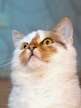 Beyaz benekli bir kediye yakından bakın.