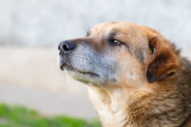Özenli bakışlı bir köpeğin profil portresi.