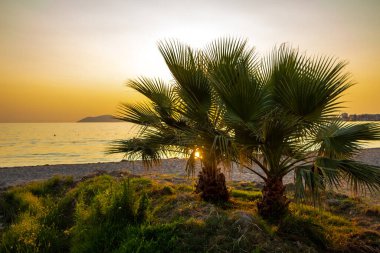 Gün batımında Adriyatik Denizi kıyısında palmiye ağaçları, Vlora, Arnavutluk