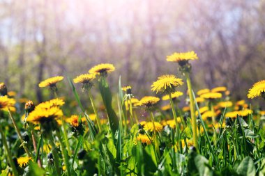 Sarı karahindibalar güneşli bahar havasında bahçede