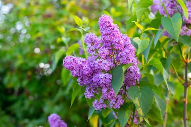Bahar bahçesinde açan mor leylak
